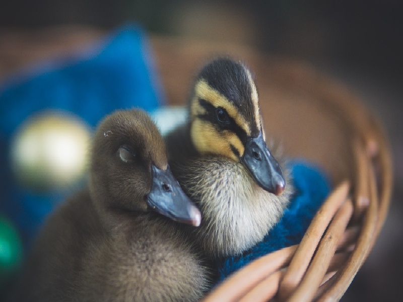 李先生夫妇成功案例